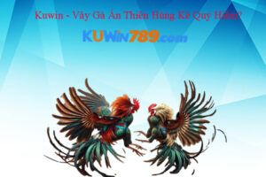 Kuwin - Vảy Gà Án Thiên Hùng Kê Quý Hiếm?